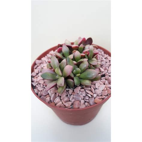 Sukulenty | Anacampseros rufescens variegata | kaktus.sk - kaktusy ...
