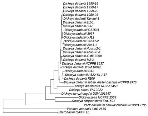 Agronomy Free Full Text High Quality Complete Genome Resource For Dickeya Dadantii Type