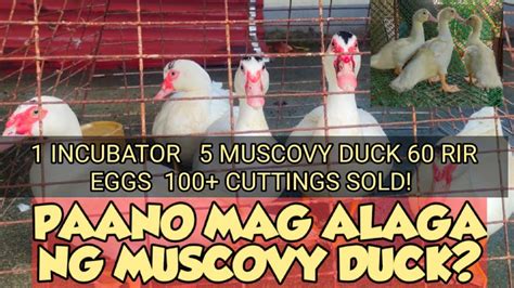 Paano Mapalaki Ng Mabilis Ang Muscovy Duck Mag Cut Tayo Ng Madre De