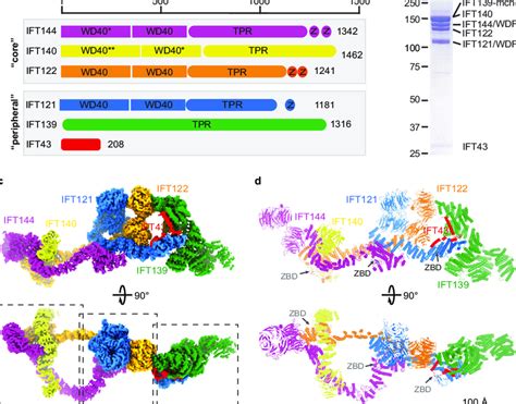 Structure Of The Ift A Complex A Domain Architecture Of The Ift A