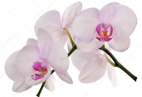 Light pink orchids with drops on white — Stock Photo © Dr.PAS #24180987