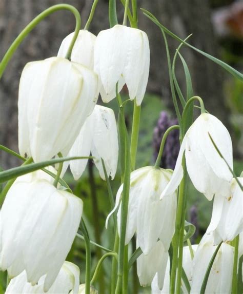 Fritillaria Meleagris Alba Fritillaria Flower Bulb Index Bulb