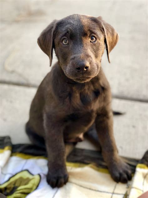 Charcoal Lab Archer Labrador Puppy Labrador Retriever Charcoal