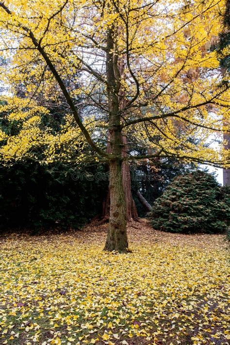 Beautiful Yellow Tree Among The Other Colored Trees In A Colorful Park