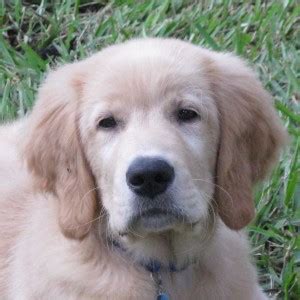 Golden Retriever Rescue Puppies 11 Golden Retriever Puppies Ready For