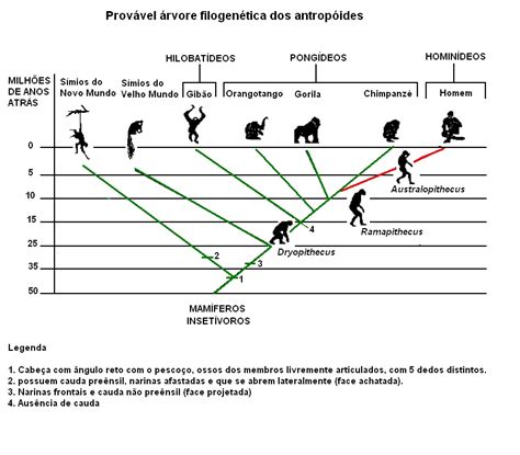 Os Seres Humanos Pertencem A Uma Mesma Espécie Chamada De - Os Seres Humanos Pertencem A Uma Mesma Espécie Chamada De - FDPLEARN