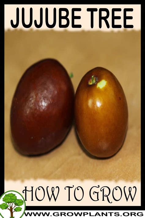 Jujube Tree How To Grow Care