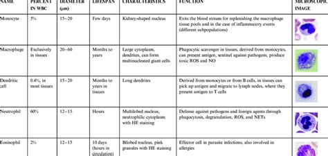 1 Innate Immune Effector Cells Download Table