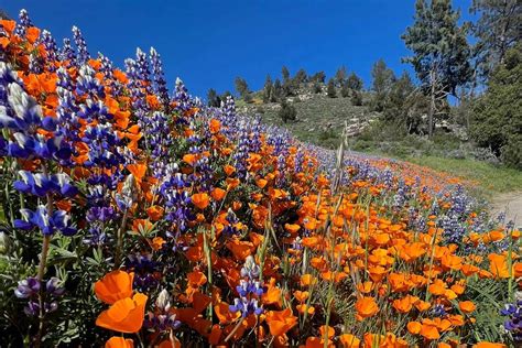 Wildflower Bloom Southern California Cindy Deloria