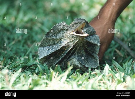 frilled lizard, Australian frilled lizard, frill-necked lizard ...