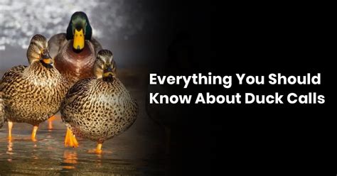 Everything You Should Know About Duck Calls