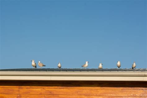 How To Pigeon Proof Solar Panels