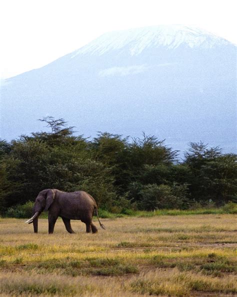 Elephant Mt Kilimanjaro Factbook Pictures Geography Im Austria Forum