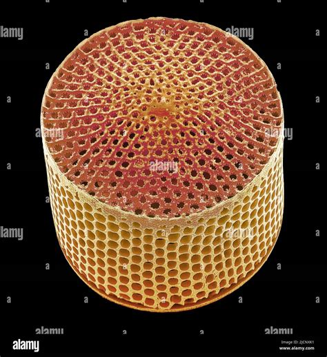 Diatoms Algae Structure