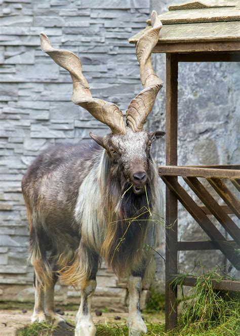 Бесплатные стоковые фото на тему animal, animal photography ...