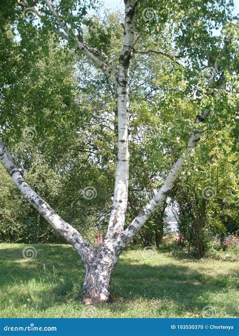 Single Birch Tree Birch Tree Trunk Stock Photo Image Of Branch