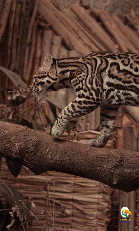 Ocelote De La Amazon A Un Depredador Nocturno Gu A