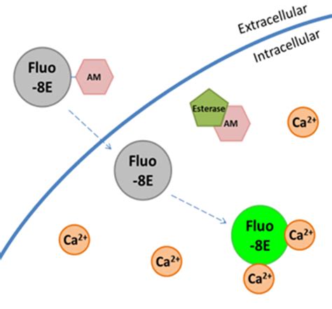 A Simple End Point Calcium Assay Using A Green Fluorescent Indicator