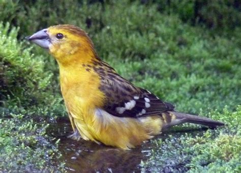 Yellow grosbeak (Pheucticus chrysopeplus) female - ZooChat