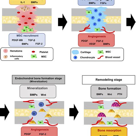 Characteristics Of Different Bone Morphogenetic Protein Bmp Carriers