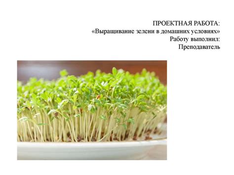 Проектная работа «Выращивание зелени в домашних условиях» - презентация ...