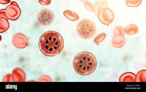 Plasmodium Malariae Protozoan Dentro De Los Glóbulos Rojos Ilustración Por Computadora P