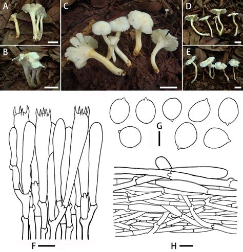 Basidiomata And Microscopic Features Of Cantharellus Albus AB