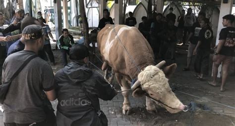 Sapi Kurban Jokowi Di Masjid Al Wustho Mangkunegaran Bikin Jagal