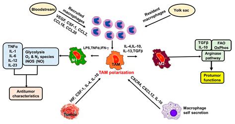 Ijms Free Full Text Tumor Associated Macrophages As Multifaceted