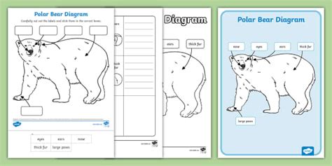 Polar Bear Diagram Activity Pack Profesor Hizo Twinkl