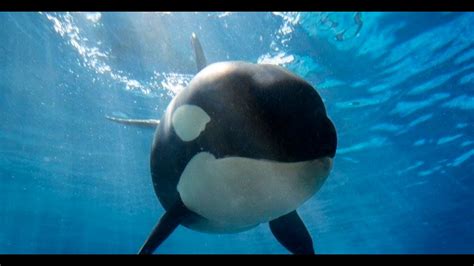 The 11 remaining orcas at SeaWorld San Diego | cbs8.com