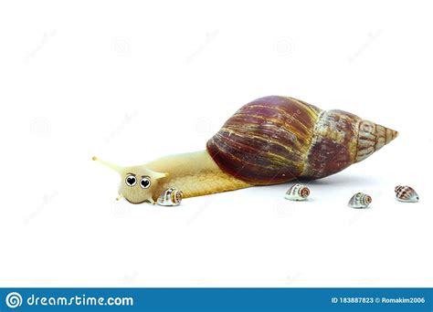 Funny Snail Stock Photo | CartoonDealer.com #16474416