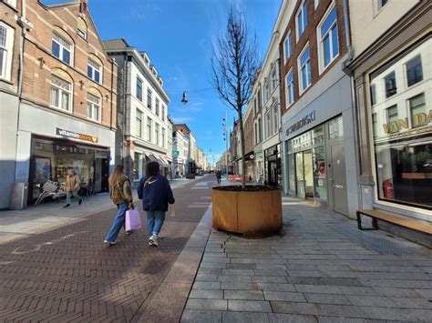 Twintig Extra Bomen In De Bossche Binnenstad Geplaatst Indebuurt Den