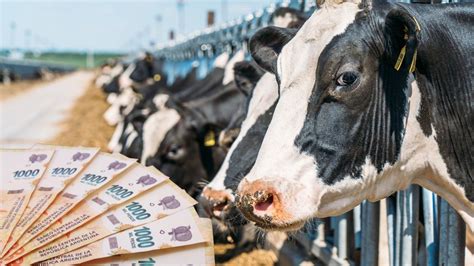 Créditos en litros de leche los detalles de los nuevos préstamos a