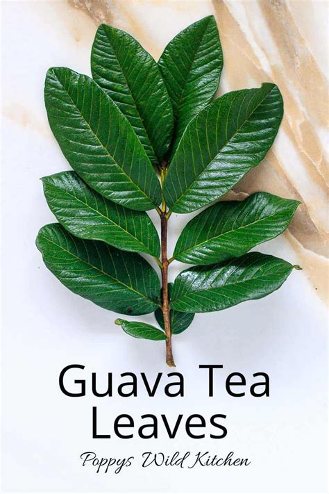 Guava leaf tea – Artofit