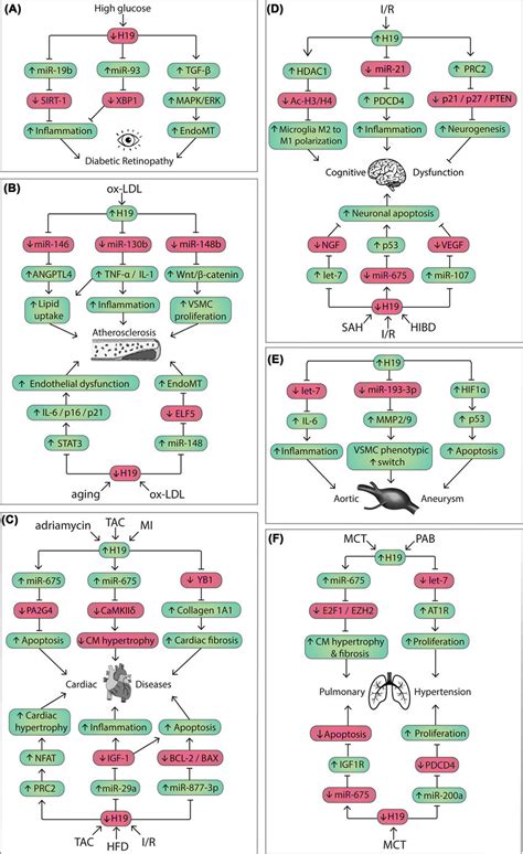 Molecular mechanisms of the lncRNA H19 in various cardiovascular ...