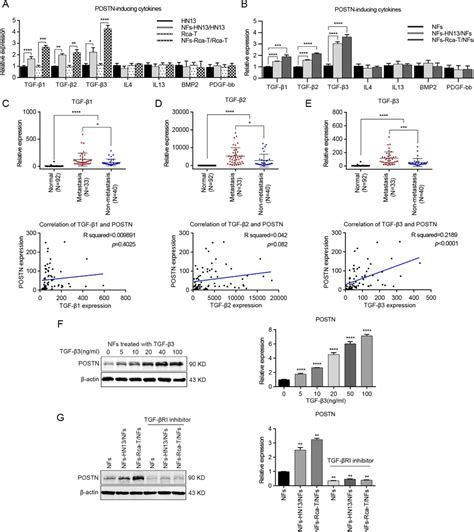 Tgf Induced Postn Expression In Nfs After Co Culture With Hnc Cells