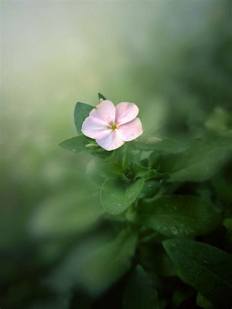 A Beautiful Flower Is Blooming On The Garden Alone By Yeasire Arafat On