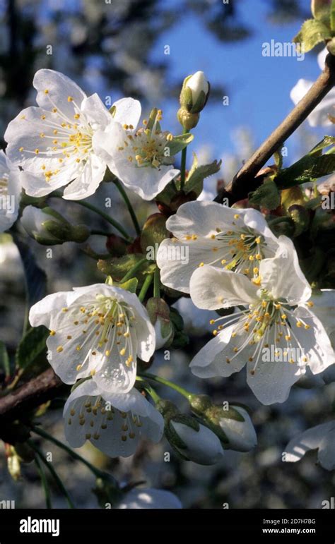 Cherry Tree Prunus Cerasus Flowers Stock Photo Alamy