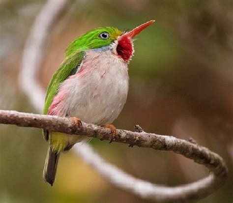 Https Facebook WonderBirdSpecies Cuban Tody Todus