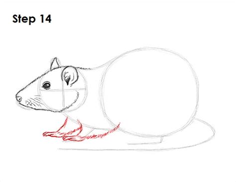 how to draw a rat