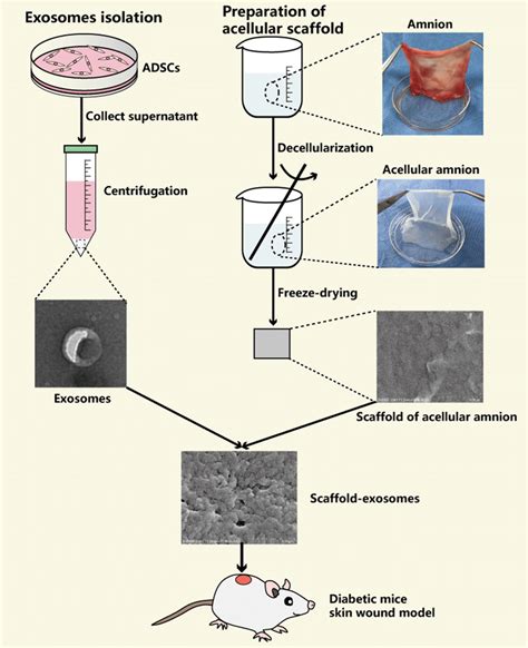 Schematic Illustration Of The Isolation Of Adipose Derived Mesenchymal Download Scientific