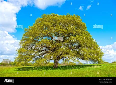 Oak Tree, England, UK Quercus fagaceae. Quercus robur Stock Photo - Alamy