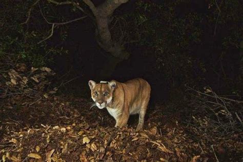 ANTEBELLUM BLOG: P22~ THE MOUNTAIN LION OF GRIFFITH PARK