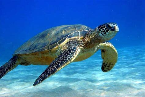 Tortuga Golfina Lepidochelys Olivacea Ar