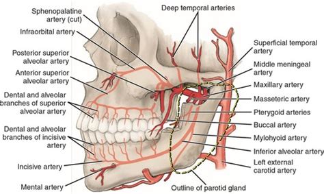 Inferior Alveolar Artery