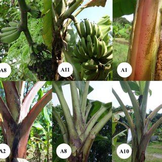 Some morphological characteristics of Pisang Ambon cultivars. Remarks ...