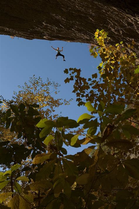 photo gallery  anatomy   whipper