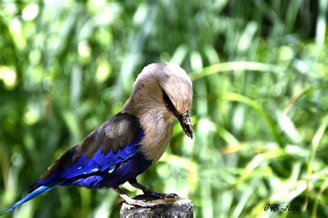 LE ROLLIER À VENTRE BLEU BLUE BELLIED ROLLER