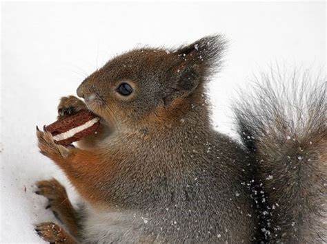 Just 17 Funny Squirrels Eating Weird Things Squirrel Funny Cute